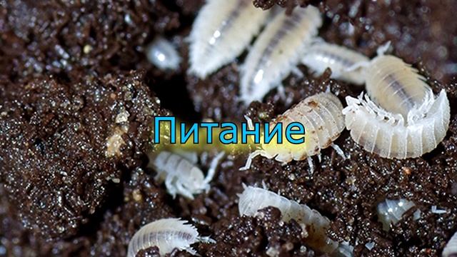 САНИТАР ТЕРРАРИУМА! (БЕЛАЯ, карликовая, ТРОПИЧЕСКАЯ, МОКРИЦА)Trichorhina tomentosa смотреть онлайн