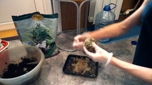 Вабикуса для аквариума своими руками