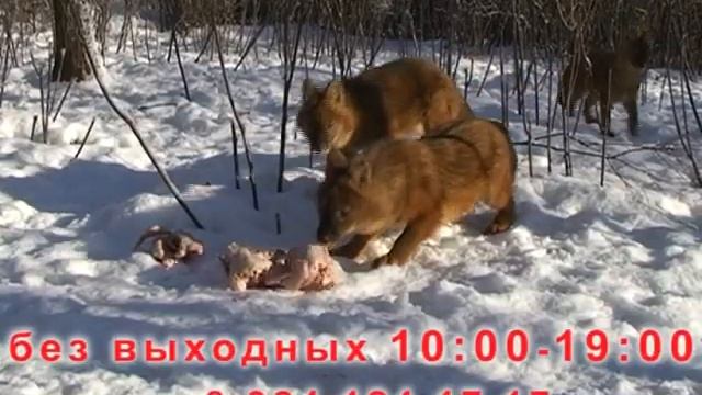 Рекламный ролик Приморского Сафари-парка зима 2013 г. смотреть онлайн