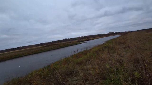 🏕Охота на утку с подхода осень 2020 смотреть онлайн