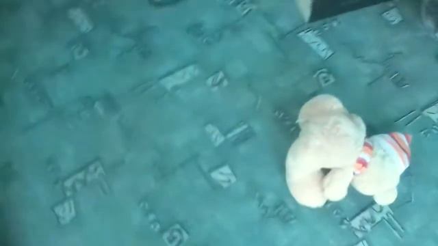 Я снимал видео пра гантели! И вот что призашло! Часть 3 злой медведь вернулся что теперь будет? смотреть онлайн