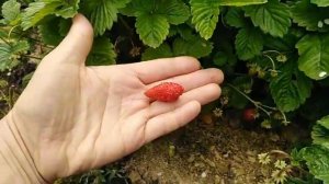 28 июля 2019г. ЗЕМЛЯНИКА сорт АЛИ-БАБА ... впечатление