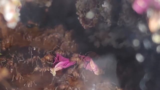 up date on the leaf cutter ant (Acromyrmex versicolor)!!! смотреть онлайн