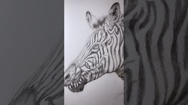 I Drew A Crocodile 🐊 Zebra 🦓 For My Book, And It’s Intense. #realistic #drawing