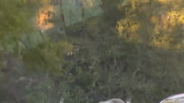 Mountain rescue of an abandoned injured Pit Bull - Please Share. смотреть онлайн