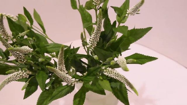 Вероника смотреть онлайн