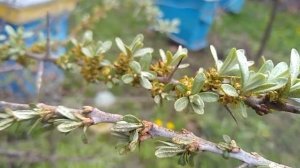 облепиха. как отличить женское растение от мужского