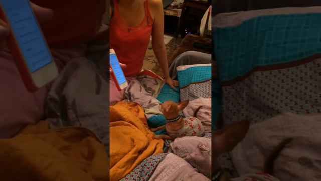 Чихуахуа поёт песню! смотреть онлайн