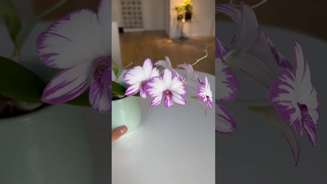 Dendrobium Enobi Purple Splash in bloom смотреть онлайн