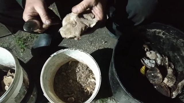Ежовик чешуйчатый подготовка к засолке смотреть онлайн