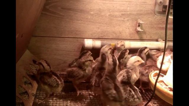 Недельные цыплята.Сезон 2020. смотреть онлайн