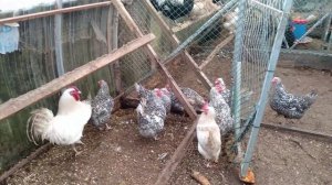 Пушкинские куры. Личные впечатления.