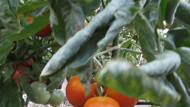 Гибрид "Золотая Тёща F1" смотреть онлайн