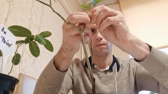 ДЕРЕВО САД НА ЛИМОНЕ КИЕВСКОМ / ЦИТРУСЫ В ДОМЕ смотреть онлайн
