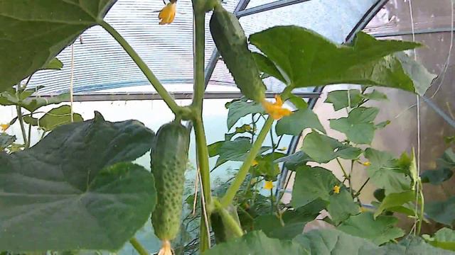 Cucumbers in High Tunnel Mid Summer20170704 смотреть онлайн