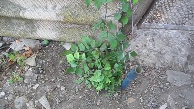 Кампсис. Правильная посадка кампсиса. Легкое полное уничтожение кампсиса. смотреть онлайн