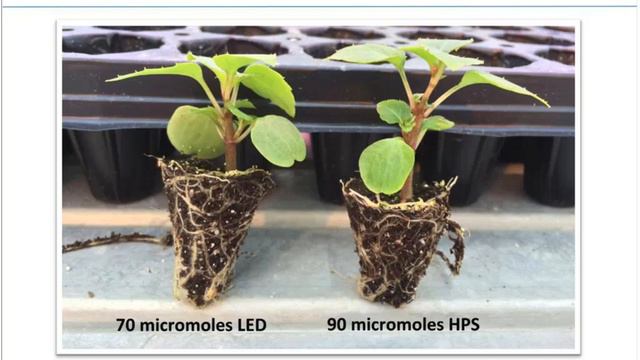 LED Lighting for Every Phase of Growing смотреть онлайн