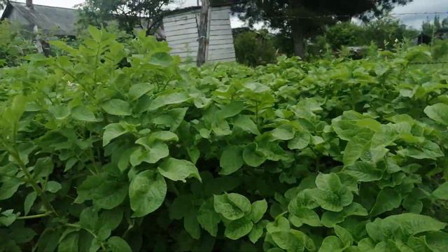 ПОЕХАЛИ К РОДИТЕЛЯМ В ГОСТИ\ЧТО РАСТЕТ У РОДИТЕЛЕЙ В ОГОРОДЕ\ОБЗОР ОГОРОДА смотреть онлайн