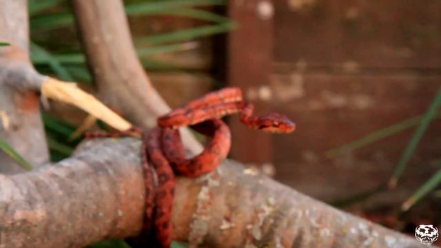 Episode 15 (Part 1) - Amazon Tree Boas!!! Not as aggro as one might think! смотреть онлайн
