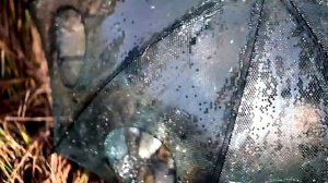 Оставили Раколовку на два дня  в ноябре. Ловля рыбы на раколовку