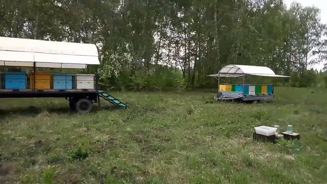 Про весенние работы на пасеке, первый выезд на медосбор, кочевая пасека смотреть онлайн