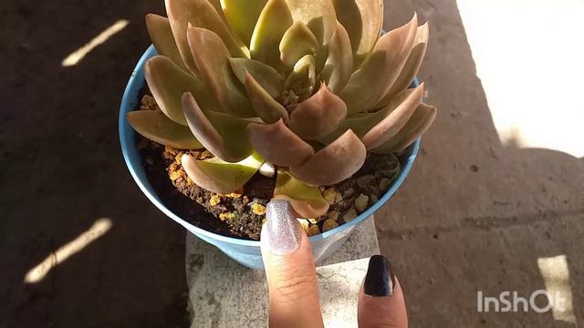 Echeveria Mensa. смотреть онлайн