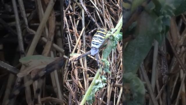 Паук-оса #паук#spider