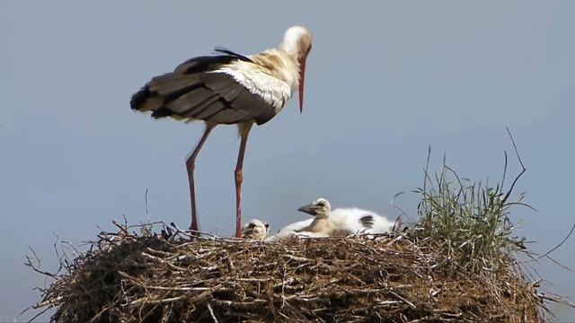 Благородная птица аист noble bird stork смотреть онлайн