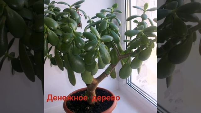 Домашний «доктор». Какие растения могут заменить аптечку? смотреть онлайн