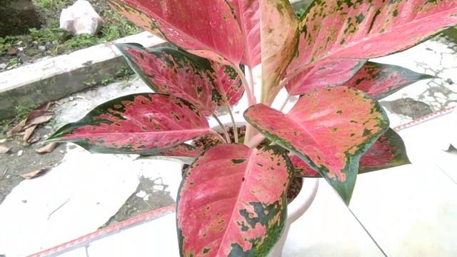 Aglaonema Red beauty смотреть онлайн