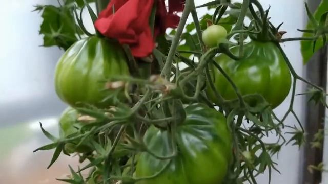 Обзор 1 сорта томата. Японский трюфель в моих условиях. prjnve смотреть онлайн