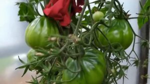 Обзор 1 сорта томата.   Японский трюфель в моих условиях.   prjnve