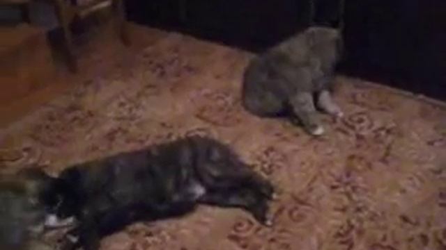 щенки кавказской овчарки - ПРОДАЖА смотреть онлайн