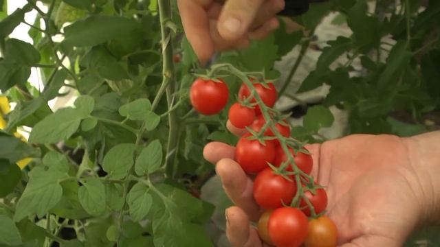 Дачные советы Галины Старосельцевой Август 06-2021 смотреть онлайн