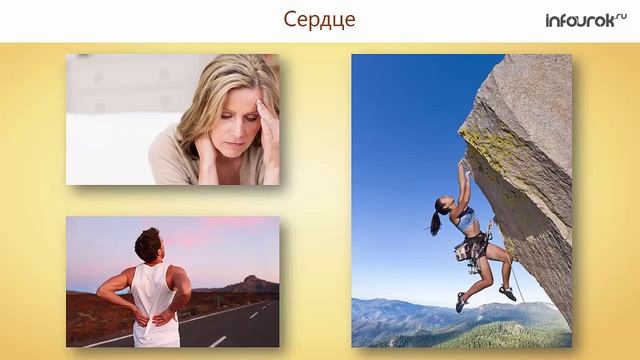 Сосудистая система. Лимфообращение