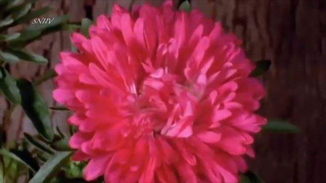 ДЫХАНИЕ ЖИЗНИ. ТАНЕЦ РАСПУСКАЮЩИХСЯ ЦВЕТОВ смотреть онлайн