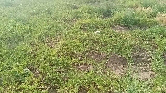 Урожайность арбуза с 300 м2| Выгоревший арбуз на солнце, какой на вкус? | Сорт арбуза АУ Продюсер смотреть онлайн