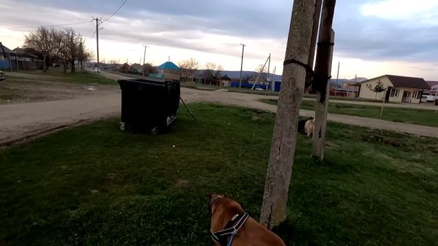 Прогулка с боевым Питбулем Графом. Серьезный замес Питбуля и Овчарки. Питбуль против Овчарки. смотреть онлайн