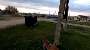 Прогулка с боевым Питбулем Графом. Серьезный замес Питбуля и Овчарки. Питбуль против Овчарки.