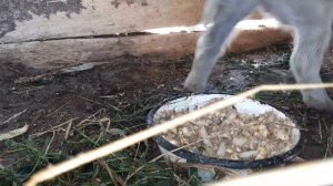 маленький поросёнок не ест 4й день, надо срочно что-то предпринимать.