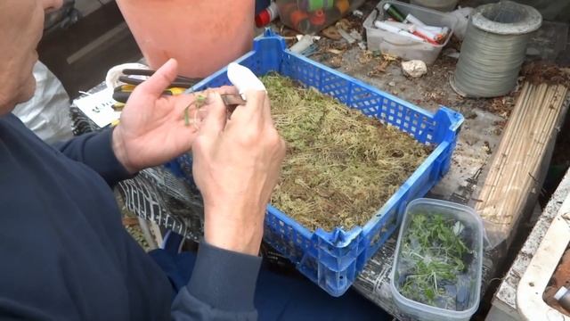 ОРХИДЕИ. Отмывка СЕЯНЦЕВ из колб смотреть онлайн