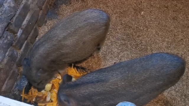 Два дня в одном видео. Опять без света. Жизнь простых людей. Украина. смотреть онлайн