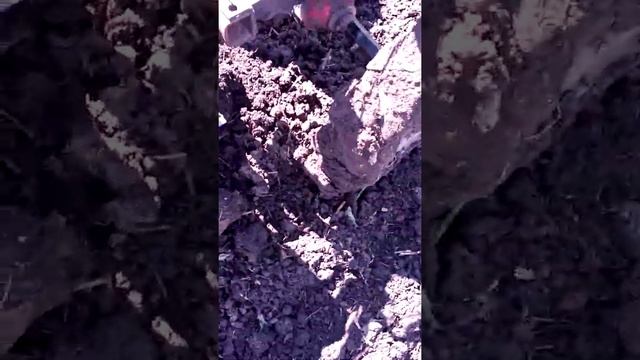 Посадка картофеля дизельным мотоблоком сер135 (Варяг, по сути китайский, аналог Weima или Brait 135 смотреть онлайн