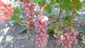 Очень красивый розовый виноград - Румба.