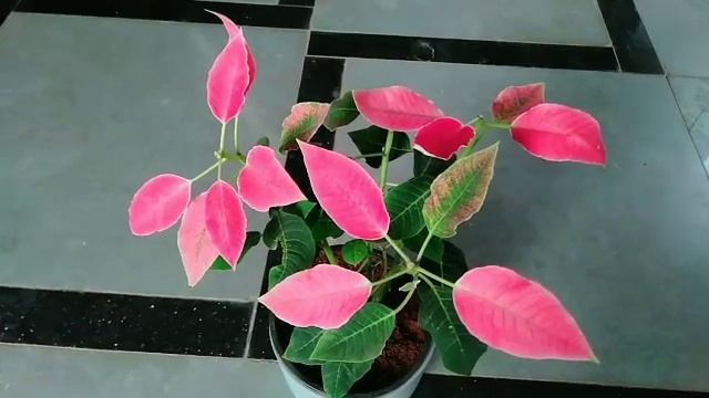 Poinsettia Plant care/Poinsettia rebloom /Poinsettia leaf dropping solution#Poinsettia#Groplants смотреть онлайн