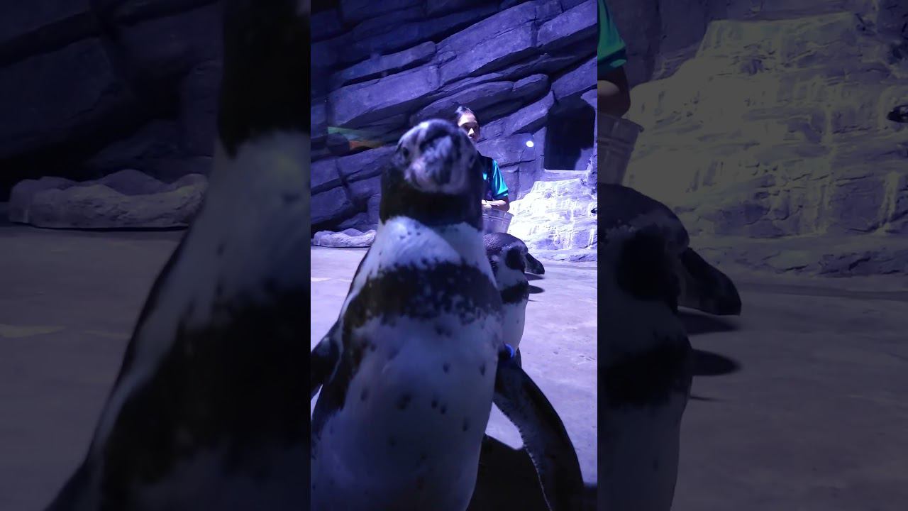 Phuket, океанариум в тц Фестиваль смотреть онлайн