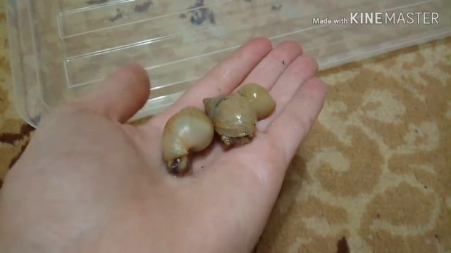 Какие улитки есть на продажу? смотреть онлайн