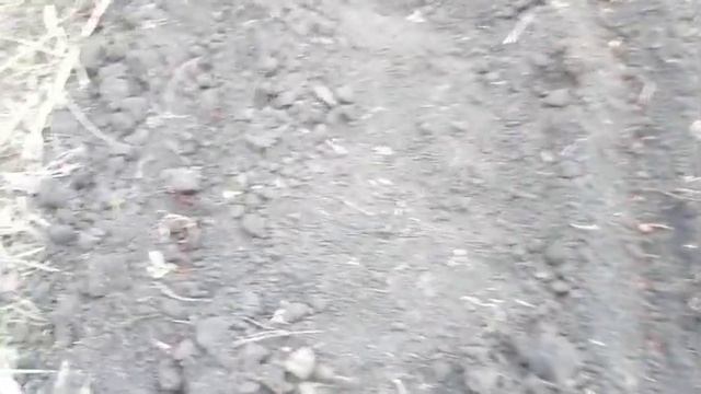 Ветрянка. День четвертый. 22.03.19 Посадка лука смотреть онлайн