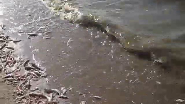 Мор рыбы в Крымской Оленевке смотреть онлайн