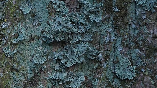 Das Eichenmoos (Evernia prunastri) смотреть онлайн